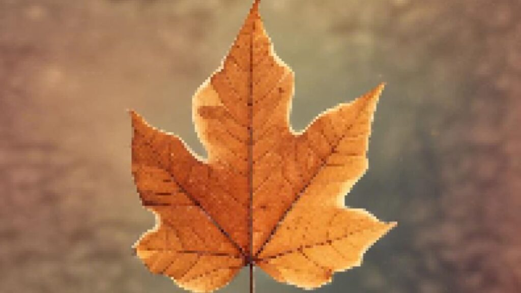 【SUNO】紅葉の恋｜AIミュージック